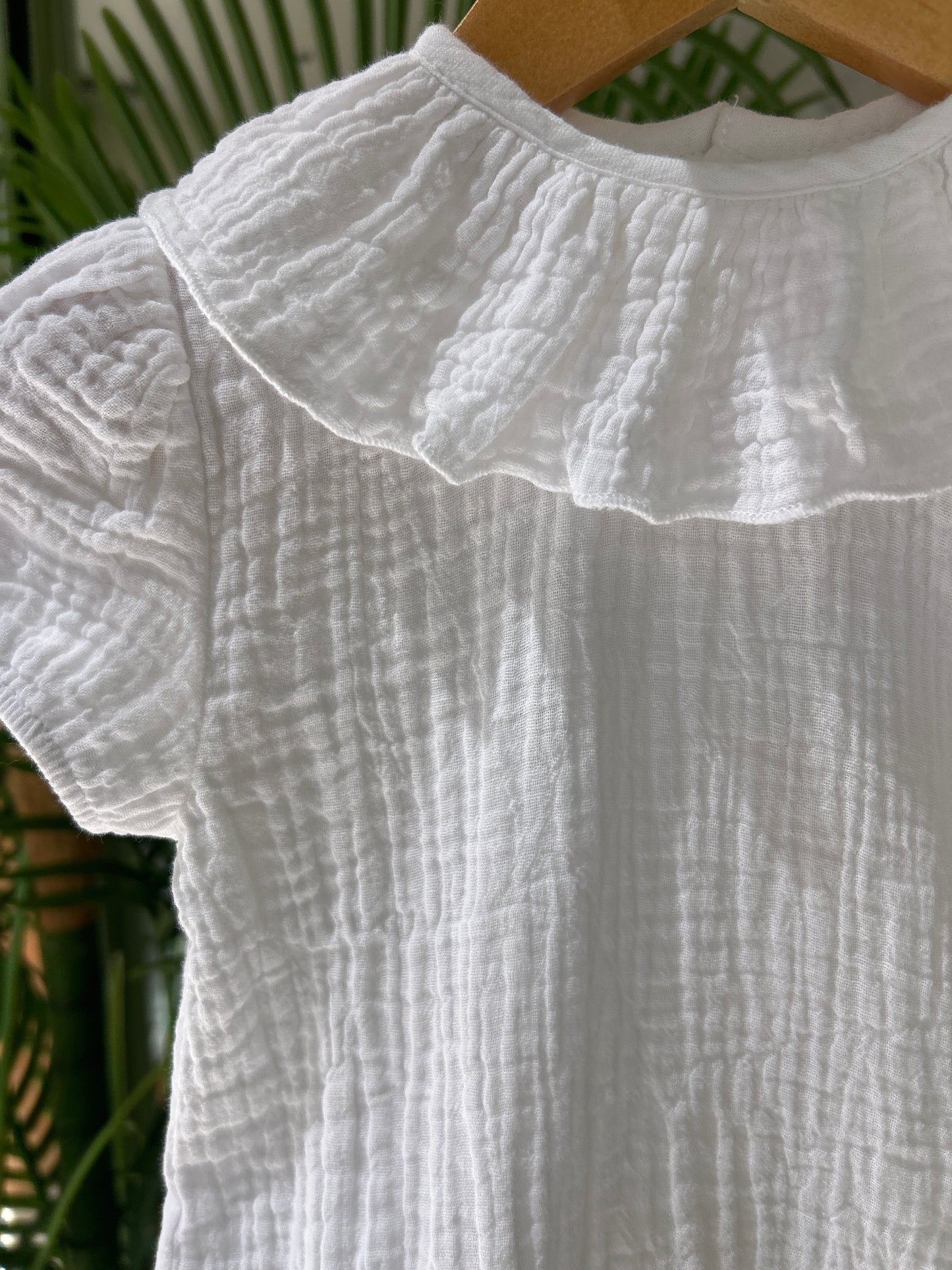 Bambula blanca